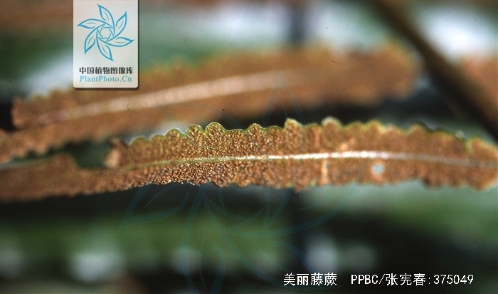 lomariopsis spectabilis (kunze) mett.