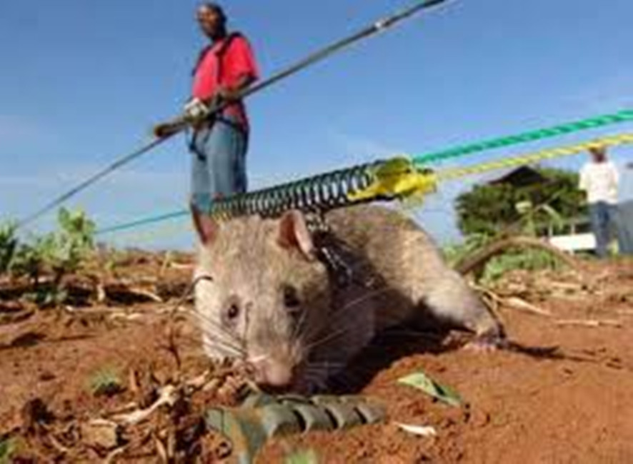 小说中说,这种吃猫的老鼠长在非洲,样子跟 a target="_blank" hre=""