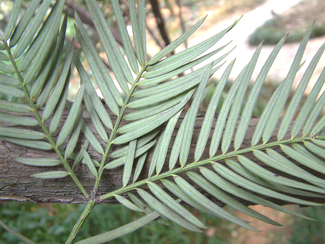  p>矮紫杉(学名: i>taxus cuspidata  /i>var.  i>nana /i> rehd.