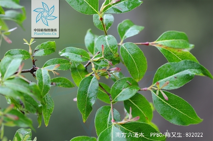 为忍冬科六道木属植物南方六道木 i>abelia dielsii /i> (graebn.