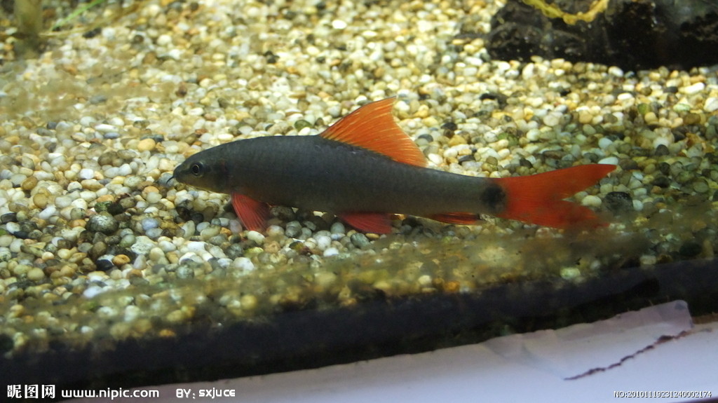  p>大鳍鱼(macrochirichthys  macrochiriu)又称月光暴牙,为鲤形目,鲤