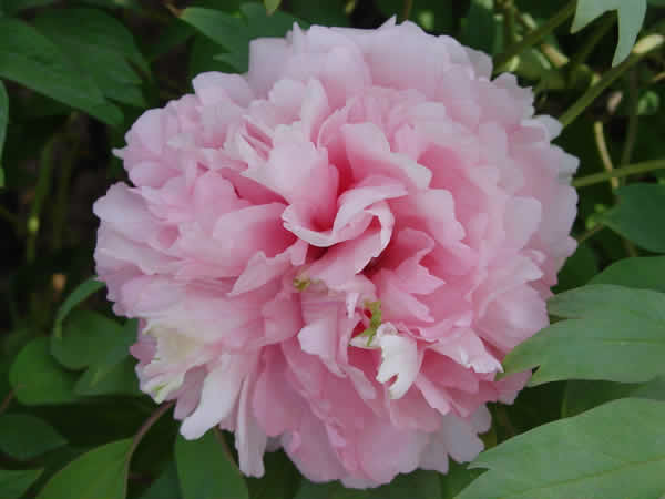 paeonia suffruticosa zhao pink