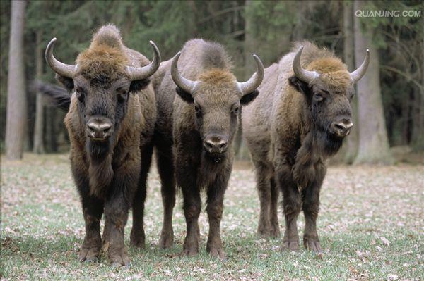 欧洲野牛(aurochs)