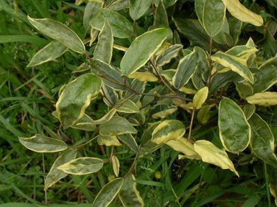  p>福建胡颓子(学名:elaeagnus oldhami maxim.