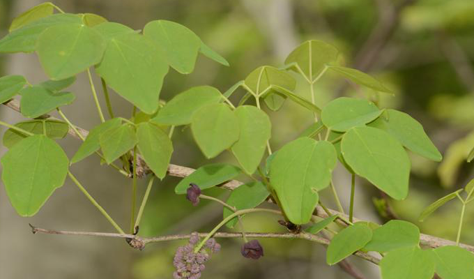  p>三叶木通(学名: i>akebia trifoliata  /i> i>(thunb.