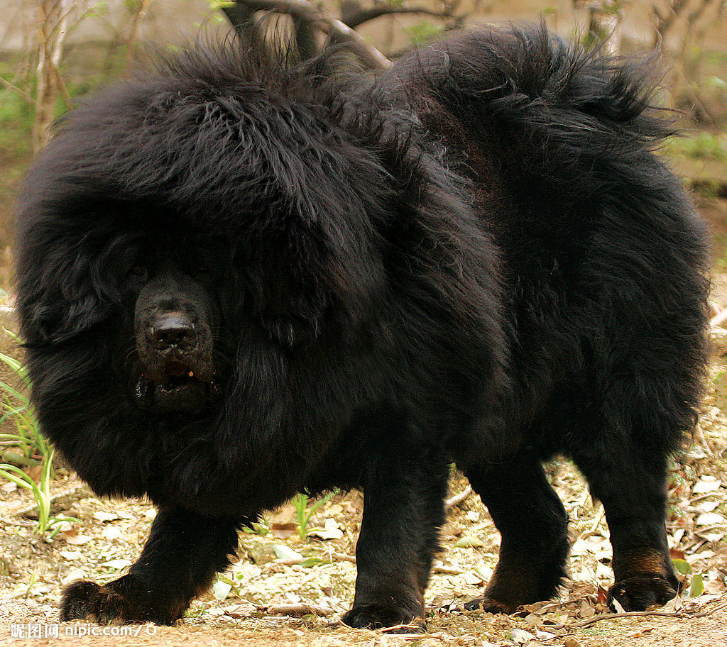  p>狮头藏獒,犬科犬属的动物,藏獒的一种,毛长,灵活,性烈,善斗,体形