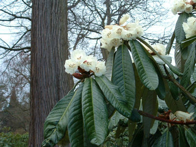  p>巨魁杜鹃(学名: i>rhododendron grande /i> wight):常绿 a href="