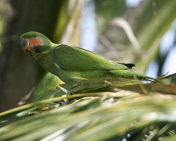  p>长尾鹦鹉(学名: i>psittacula longicauda /i>)是鹦形目,鹦鹉科的 