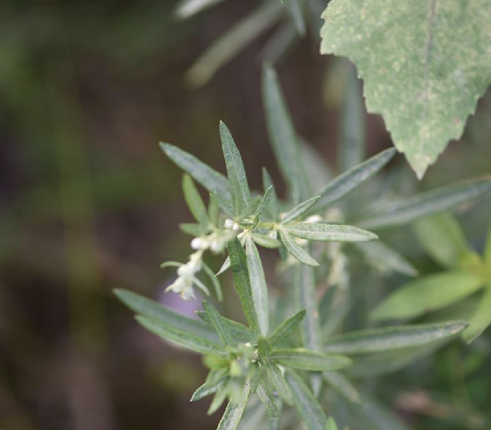 artemisia lancea