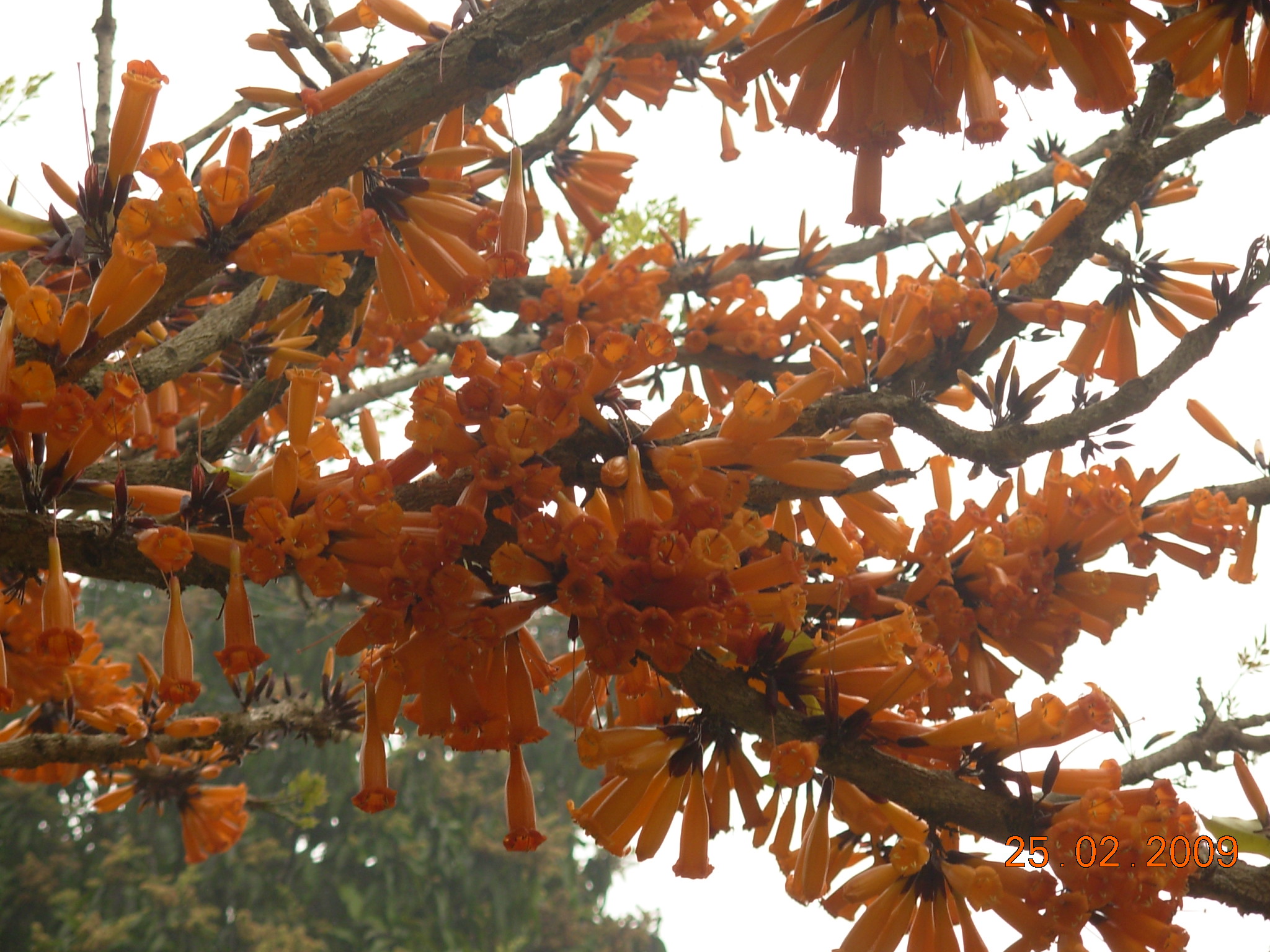  p>火烧花(学名: i>mayodendron igneum /i> (kurz) kurz)为紫葳科