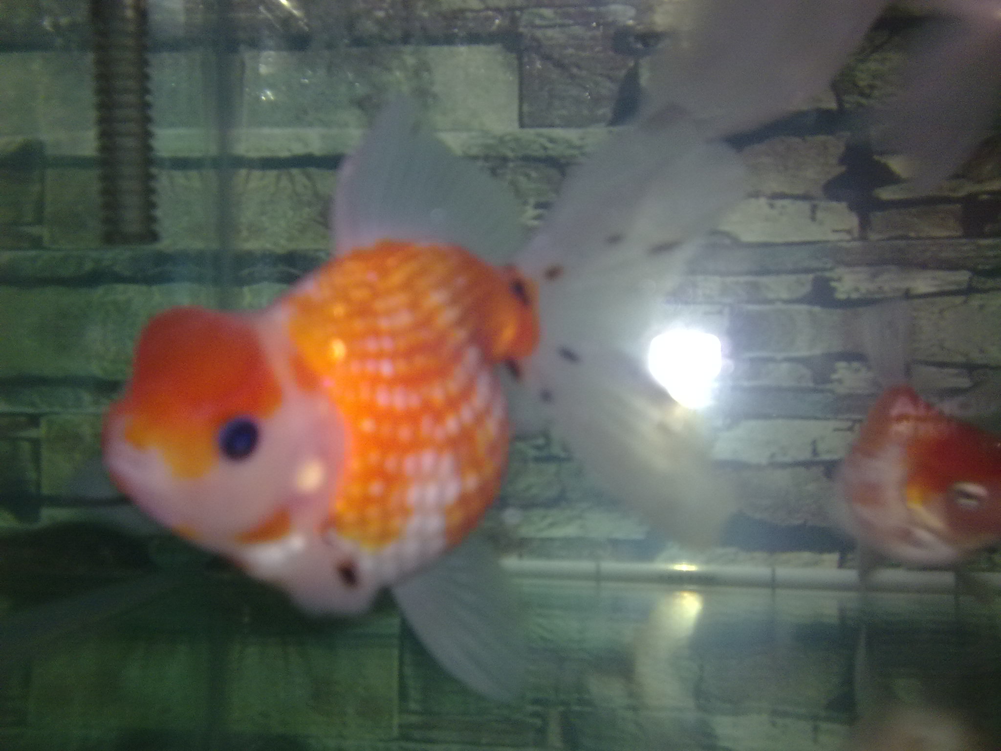 红皇冠珍珠金鱼