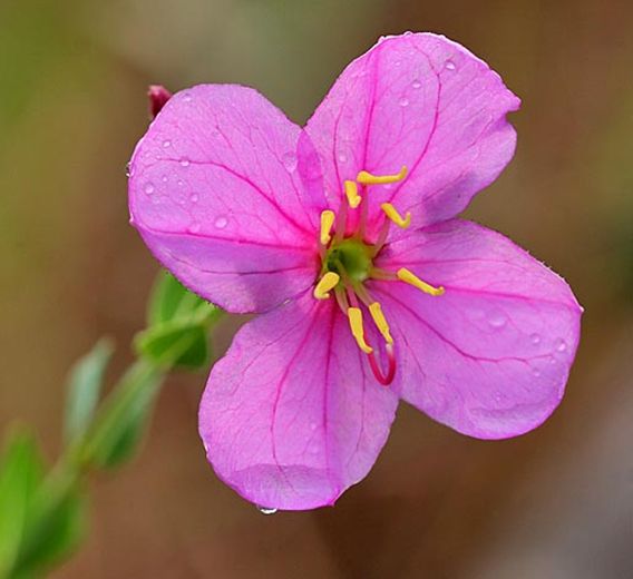savannah handsome harry