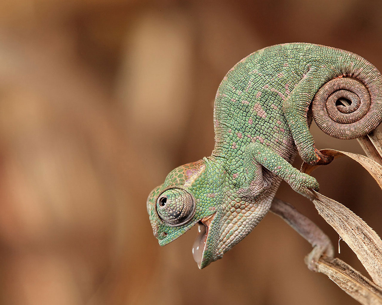  p>变温动物(俗称冷血动物)是除了 a href="#" data-lemmaid="7521904