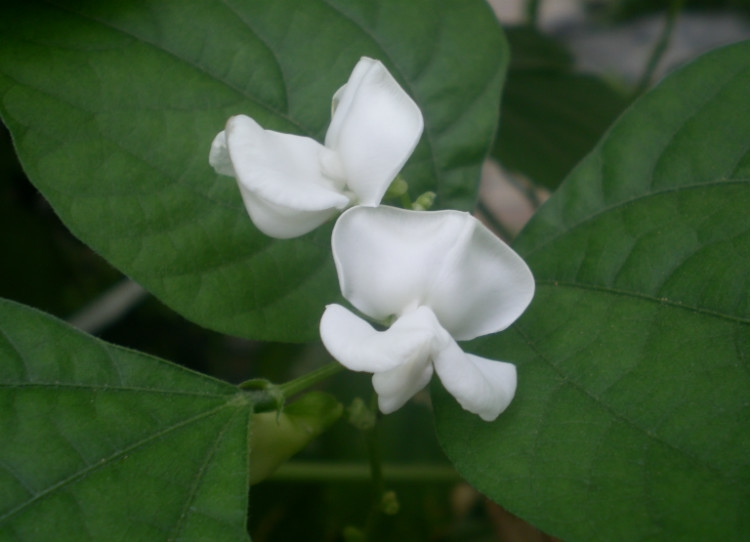  p>白扁豆花为豆科植物扁豆,7～8月间采收未完全开放的花,晒干或阴干.