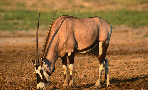  p>南非剑羚(学名: i>oryx gazella /i>):体长约150-200厘米,肩高约