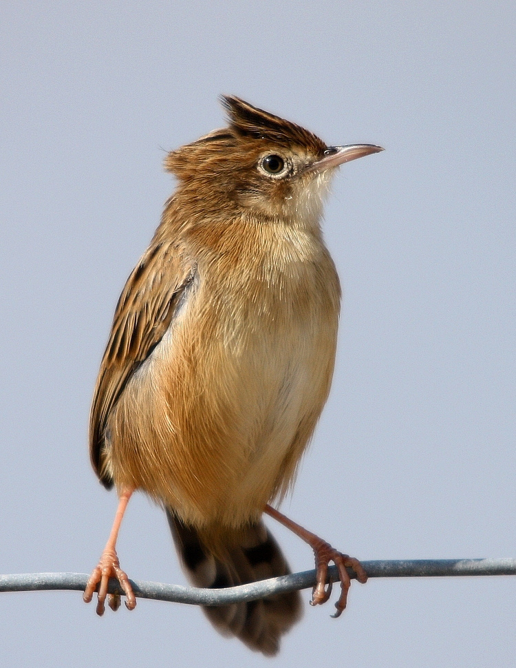 cisticola  juncidis