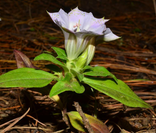  p>滇龙胆草( i>gentiana rigescens /i> franch. ex hemsl.