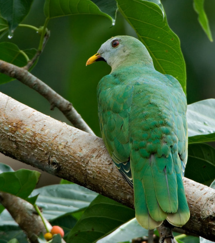  p>黑颏果鸠(学名: i>ramphiculus leclancheri /i>):体长28-29厘米.