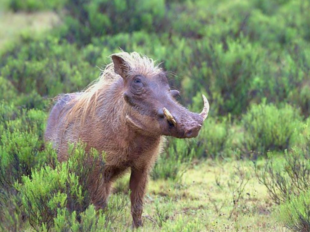  p>疣猪属(学名: i>phacochoerus /i>):体重在50-150千克.