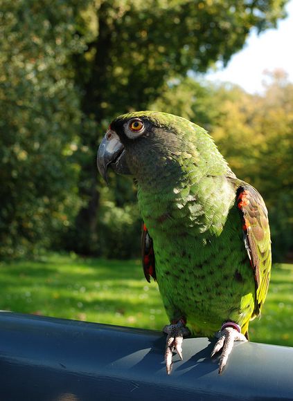  p>贾丁氏鹦鹉(学名: i>poicephalus gulielmi /i>) 在poicephalus属