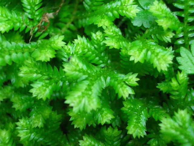 卷柏出售,人们喜欢把它泡在碗碟里,让它吸饱水,慢慢地伸开枝叶当盆景