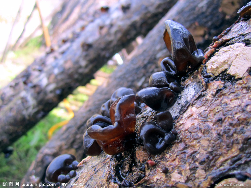  p>木耳,又叫云耳,桑耳,是我国重要的食用菌,有广泛的自然分布和人工