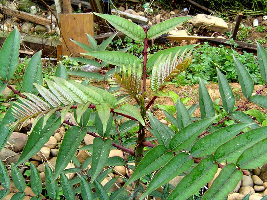  p>食茱萸为 a href="#">芸香科 /a> a href="#">落叶乔木 /a>,具有