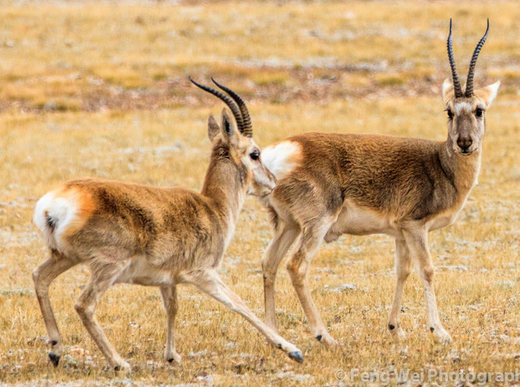 procapara picticaudata