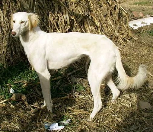 中国细犬，原生犬健美优雅不输洋狗_百科TA说
