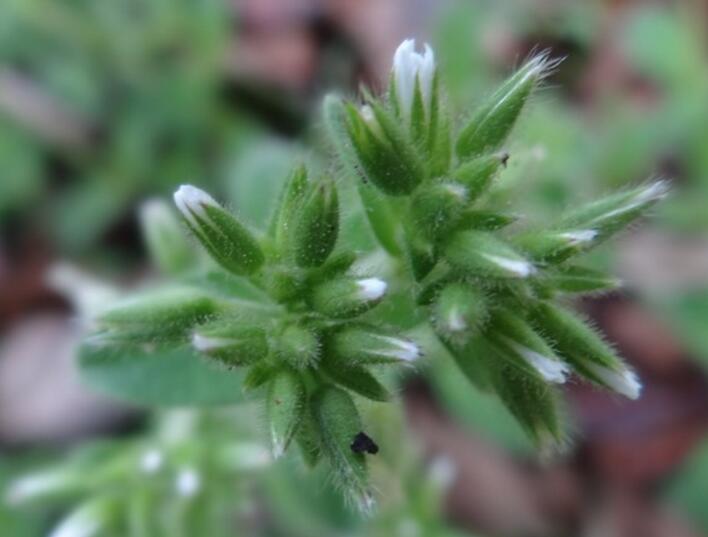 绒毛头状花耳草