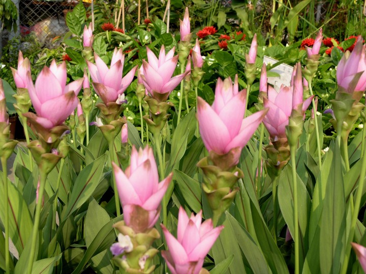  p>姜荷花(学名: i>curcuma alismatifolia /i> gagnep.