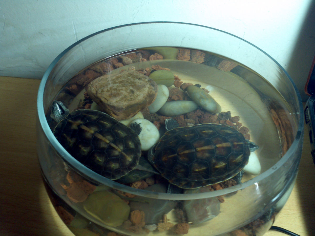  p>中华花龟( i>ocadia sinensis /i>)又名台湾草龟,六线草龟,珍珠龟