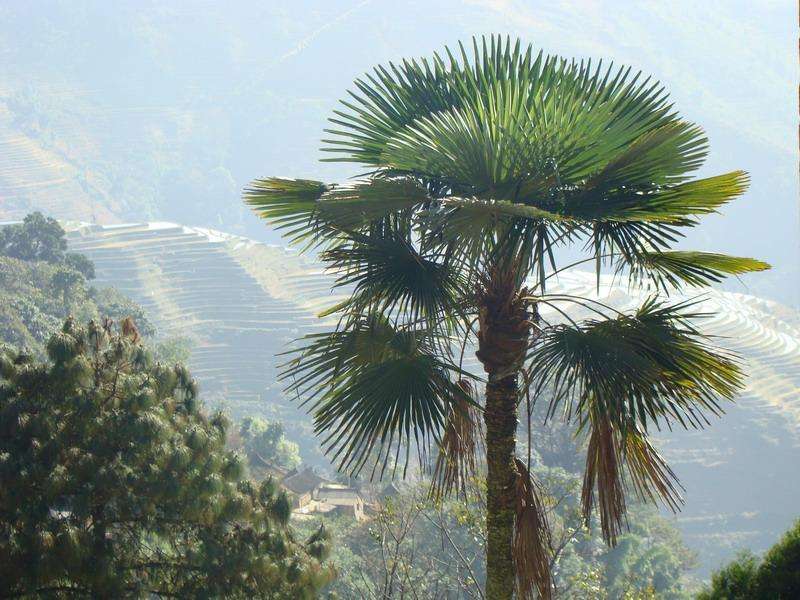  p>红河棕榈,云南省红河哈尼族彝族自治州 a target="_blank" href="