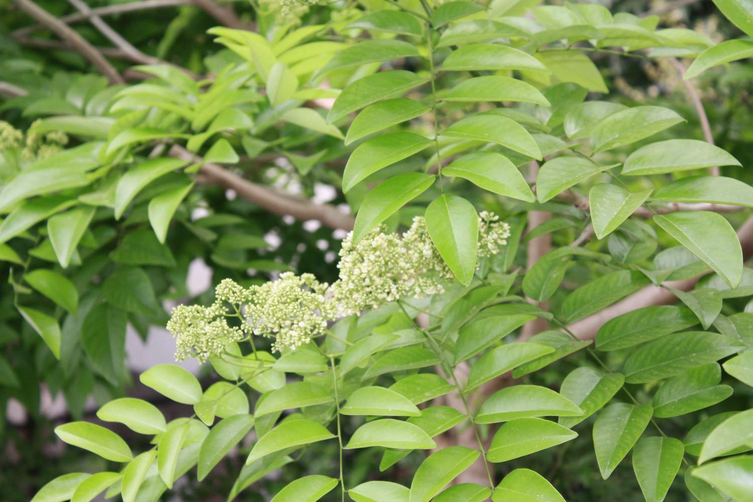 绒毛黄檀