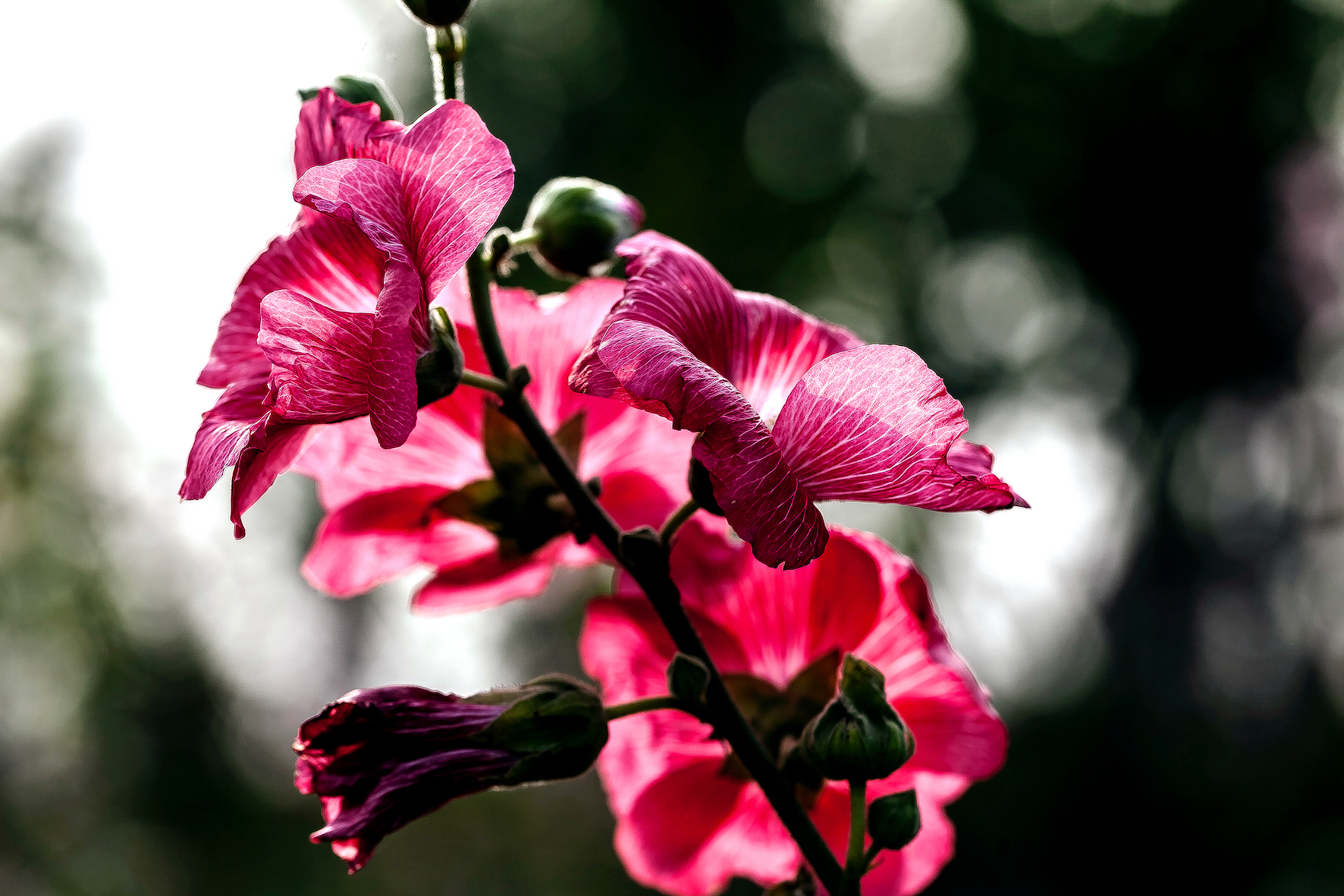  p data-id="tzpmjgolzj3w">蜀葵( i>alcea rosea /i> l.