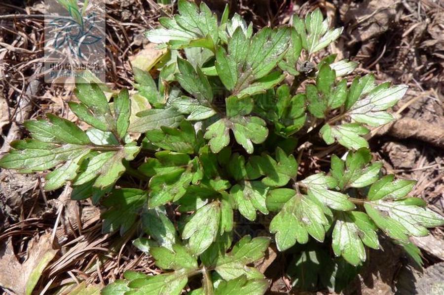 是毛茛科毛茛属的多年草本生植物.