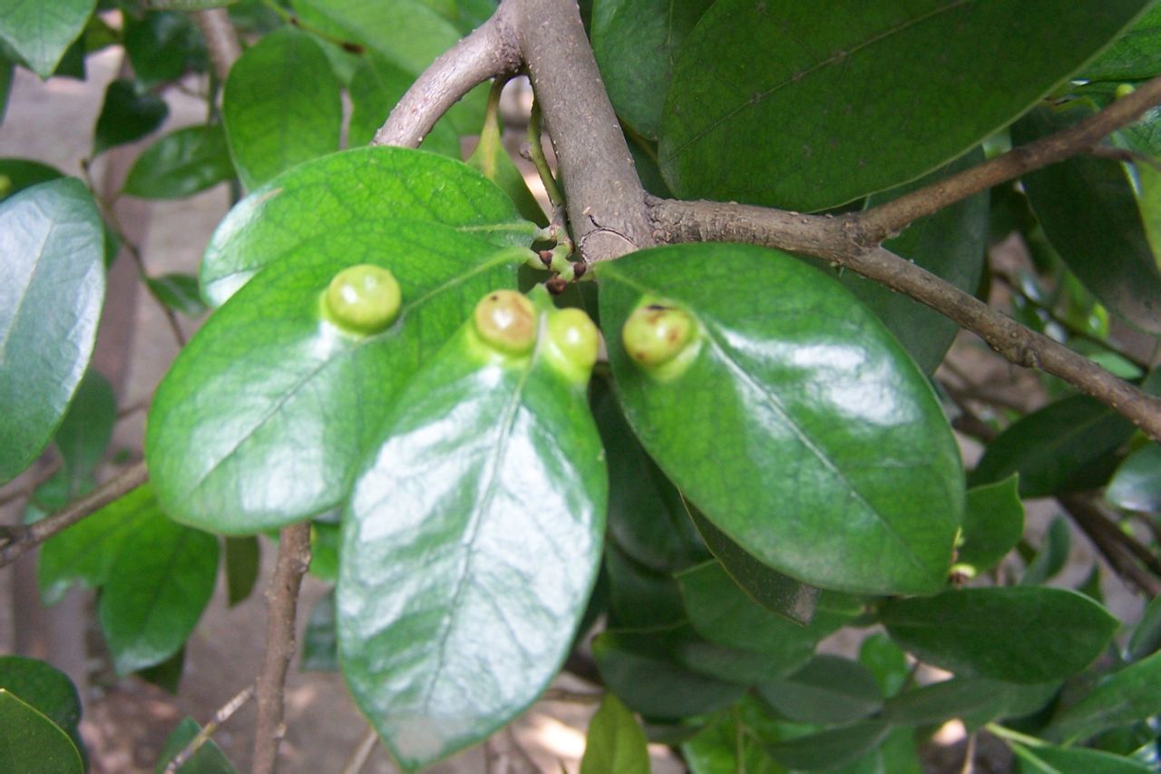 "9787407">蚊母 /a>, a href="#" data-lemmaid="5028546">蚊子树 /a>