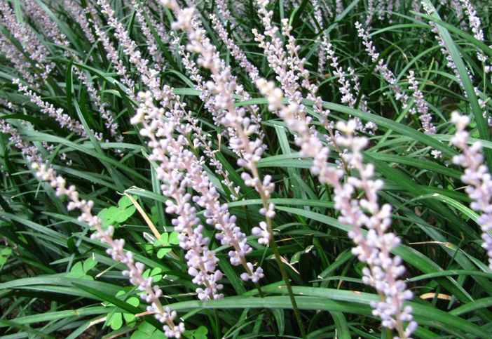  p>石生韭 i>(allium caricoides) /i>,百合科,葱属的一种植物.