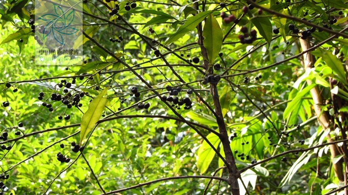  p>长萼罗伞树(变种),本变种与前者的主要区别是,花序长1-1.