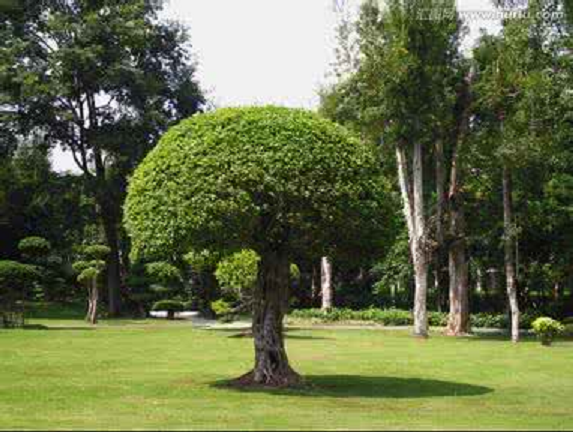  p>赏树木则是泛指一切可供 a target="_blank" href="/item/观赏