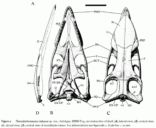  p>槽齿龙,是种素食性恐龙,生存于晚 a target="_blank" href="/item