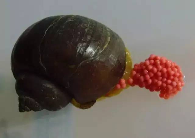  p>福寿螺(学名: i>pomacea canaliculata /i>)是瓶螺科,瓶螺属软体