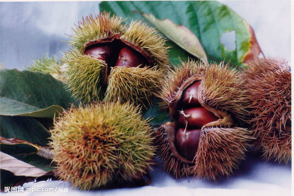  p>栗色是一个汉语词汇,拼音是lì sè,指栗壳的