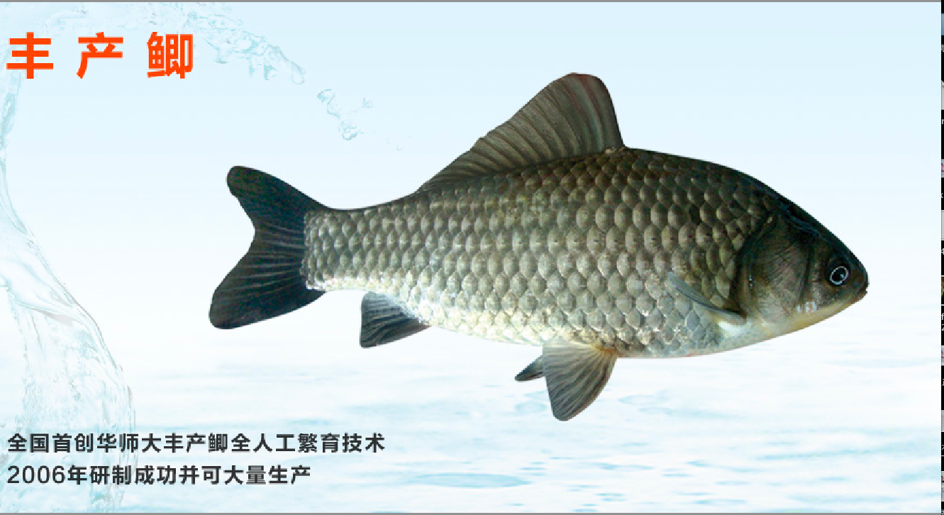  p>丰产鲫又名百花鲫,是 a target="_blank" href="/item/华南师范