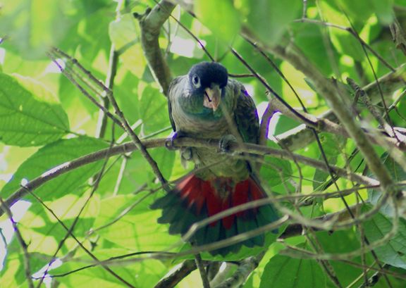 p>红嘴鹦哥(学名: i>pionus sordidus /i>)为鹦形目鹦鹉科的 a href=