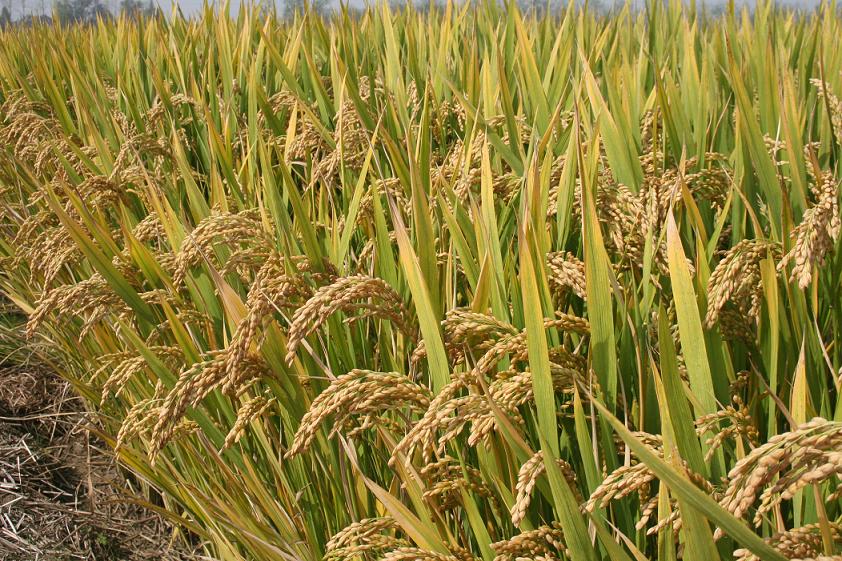  p>武运粳21号系武进农科所育成的中熟中粳稻优秀新品种,2007年通过