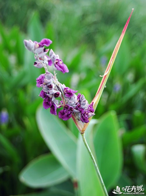  p>再力花(学名: i>thalia /i>  i>dealbata  /i> fraser): a target=