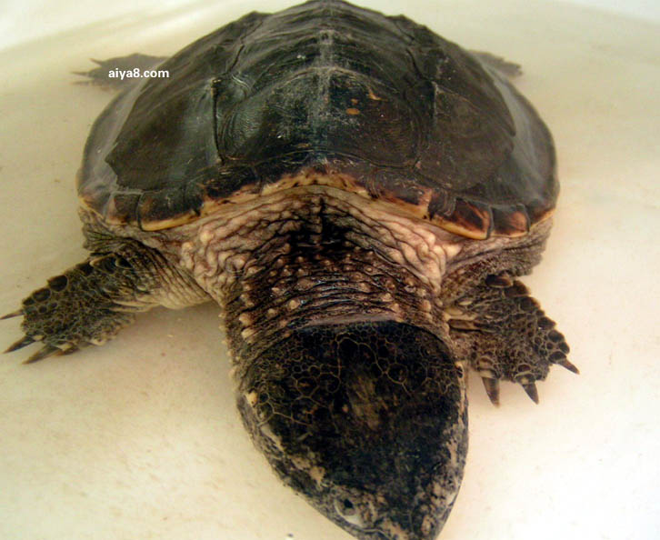 三弦巨型鹰嘴泥龟