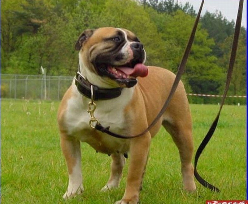  p>英国斗牛犬是一种体型中等,被毛平顺的犬,拥有沉重,肥壮,低矮而