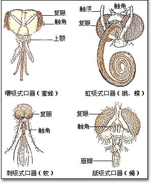  p>昆虫的口器是由头部后面的3对 a href="#" data-lemmaid="6467275"